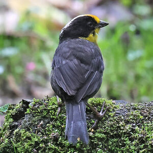 Tohi à nuque claire