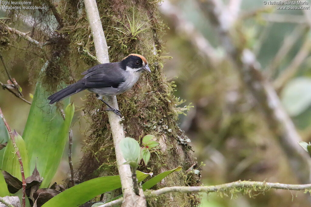 Tohi leucoptèreadulte, identification