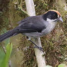 Tohi leucoptère