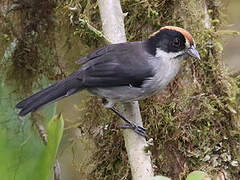 White-winged Brushfinch