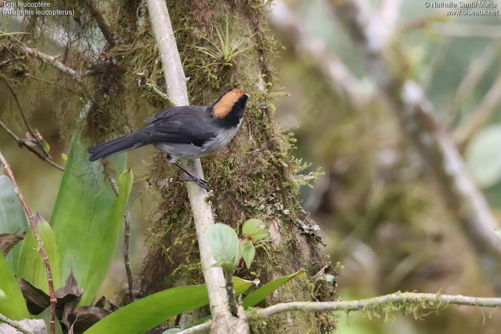 White-winged Brushfinchadult, identification