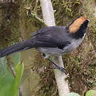 Tohi leucoptère