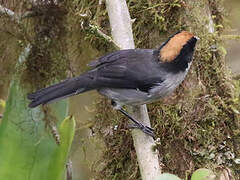 White-winged Brushfinch