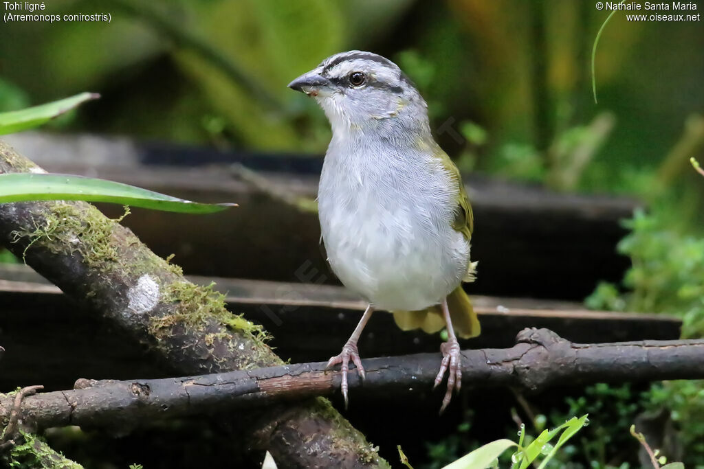 Black-striped Sparrowadult, identification