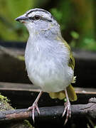 Black-striped Sparrow