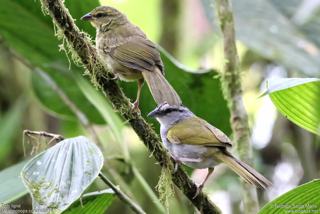 Black-striped Sparrowjuvenile, identification