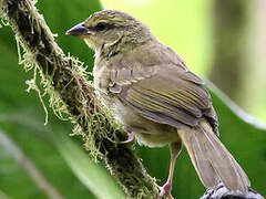 Black-striped Sparrow