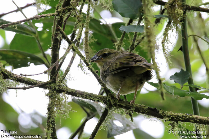 Black-striped Sparrowjuvenile, identification