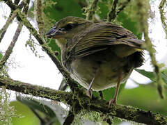 Black-striped Sparrow