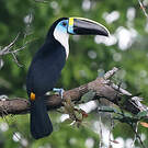 Toucan à bec rouge
