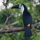 Toucan à bec rouge