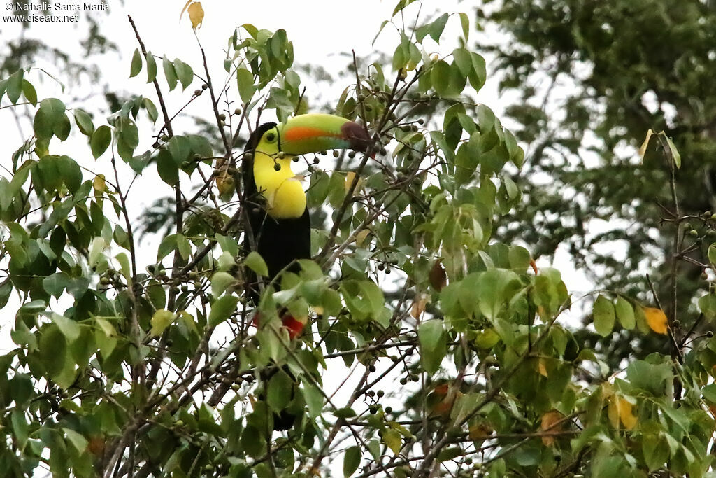 Keel-billed Toucanadult, identification, eats