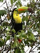 Toucan à carène