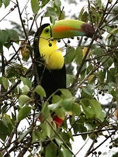 Toucan à carène