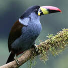 Toucan bleu