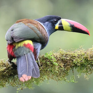 Toucan bleu