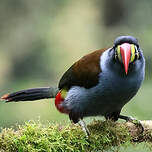 Toucan bleu