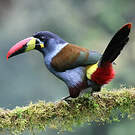 Toucan bleu