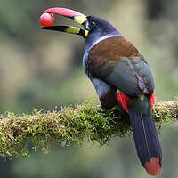 Toucan bleu