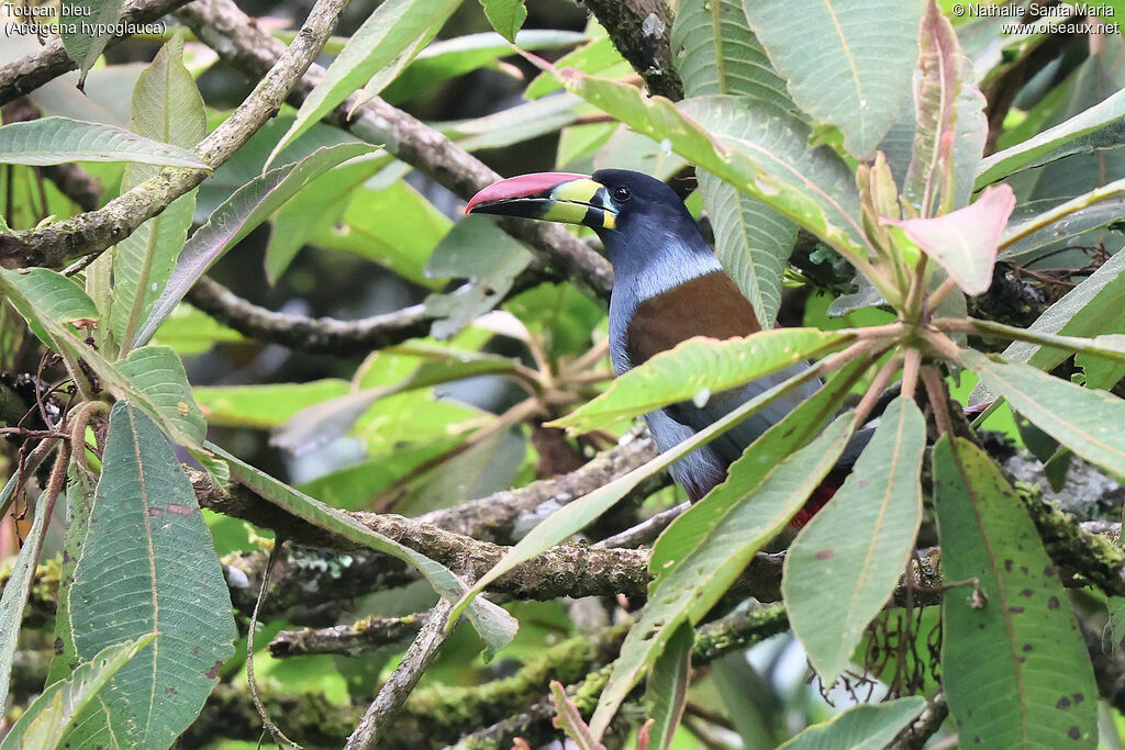 Toucan bleuadulte, habitat