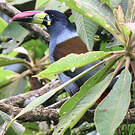 Toucan bleu