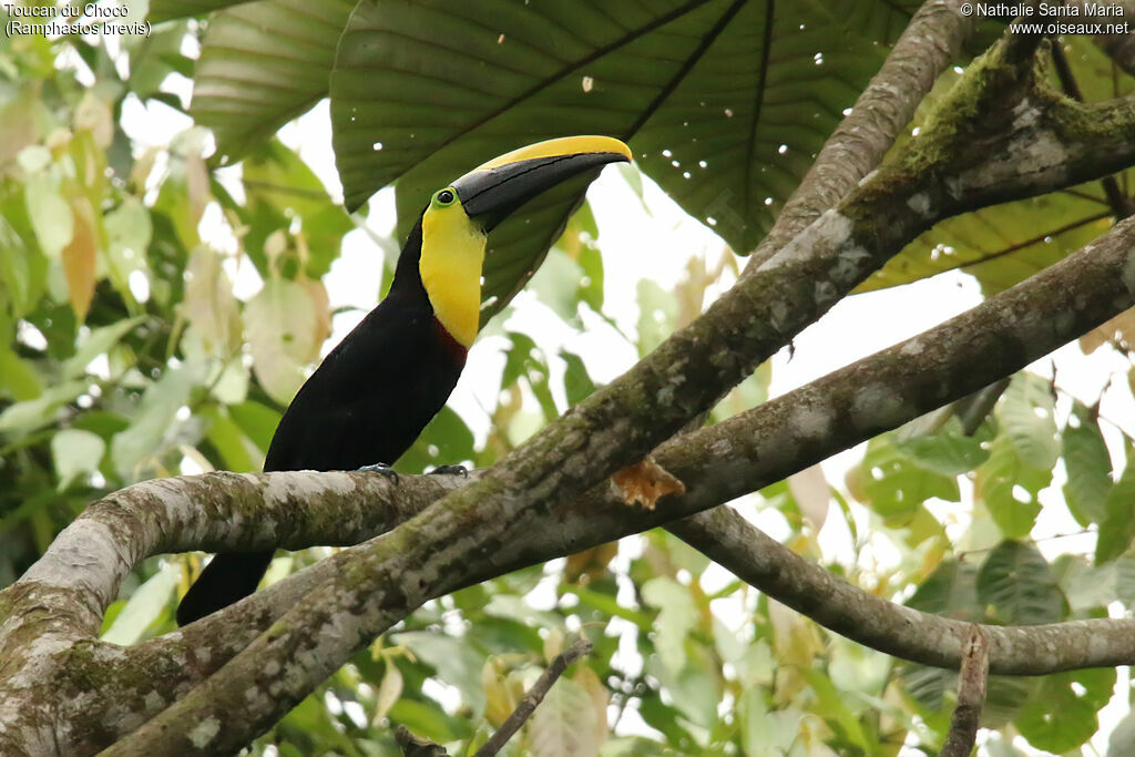 Choco Toucanadult, identification