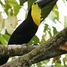 Toucan du Chocó