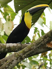 Toucan du Chocó