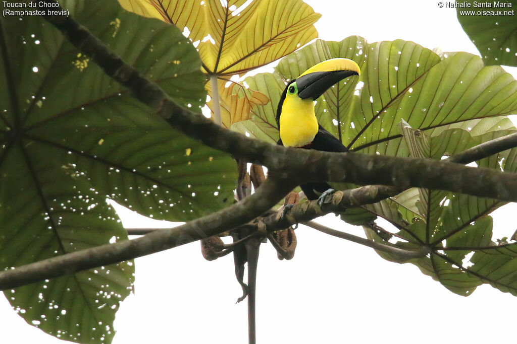 Choco Toucanadult, identification