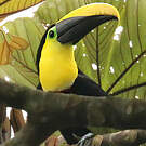 Toucan du Chocó