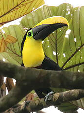 Toucan du Chocó