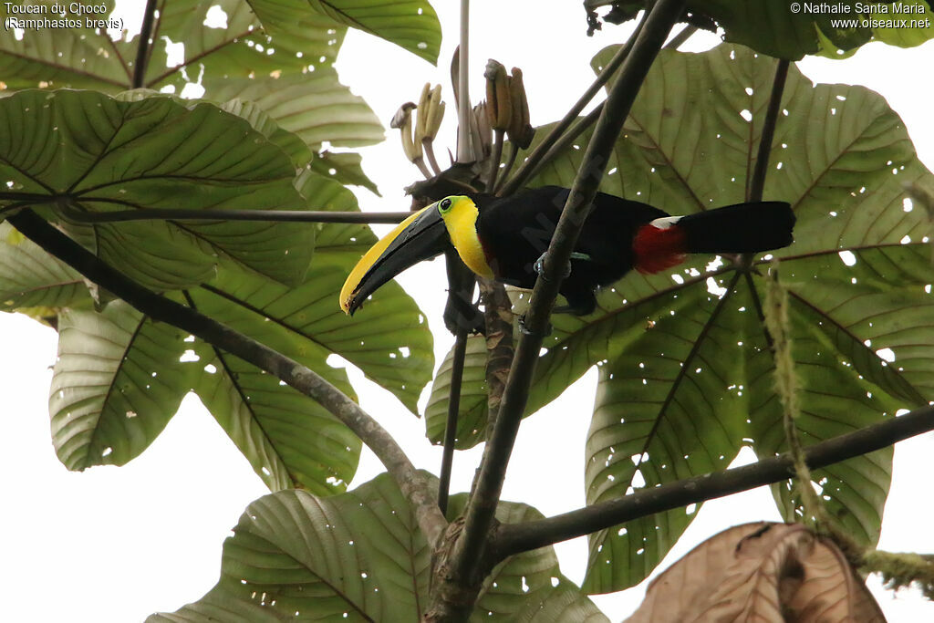 Choco Toucanadult, identification