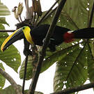 Toucan du Chocó