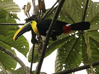 Toucan du Chocó