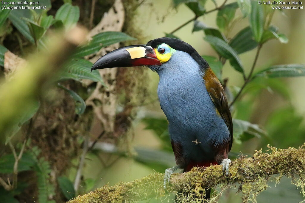 Toucan montagnardadulte, identification