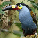 Toucan montagnard