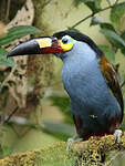 Toucan montagnard