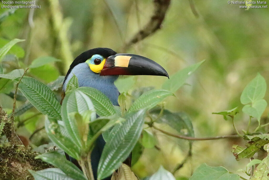 Toucan montagnardadulte, identification