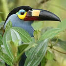 Toucan montagnard