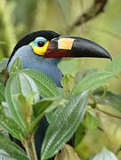 Plate-billed Mountain Toucan