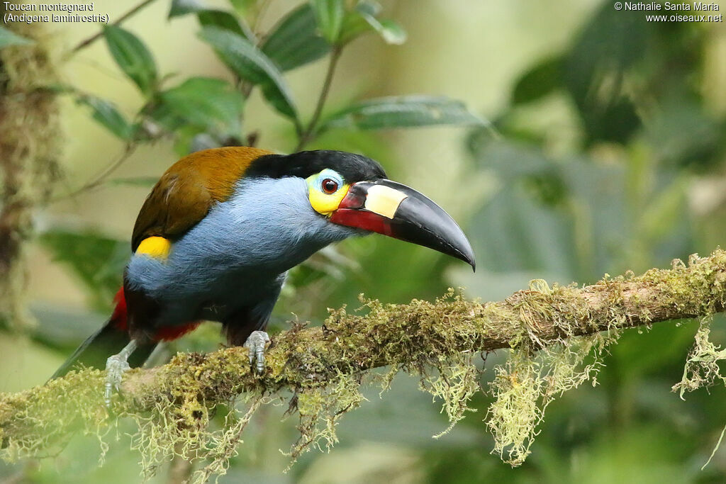 Toucan montagnardadulte, identification