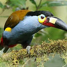 Toucan montagnard