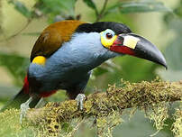 Toucan montagnard