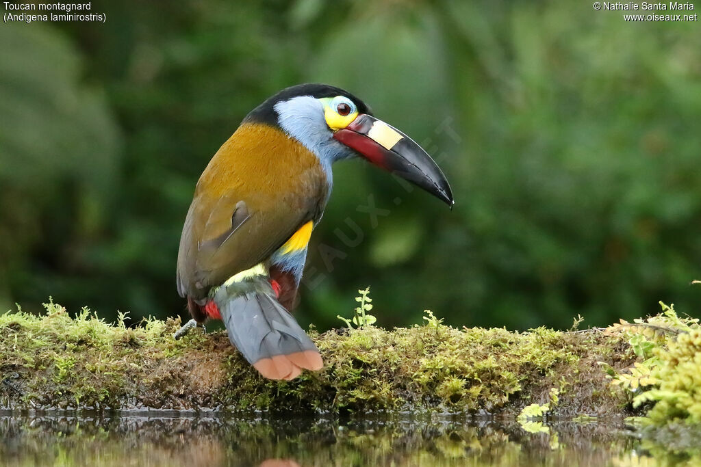 Toucan montagnardadulte, identification