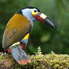 Toucan montagnard