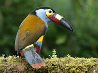 Toucan montagnard