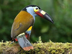 Plate-billed Mountain Toucan