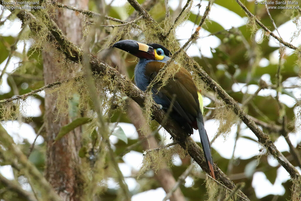 Toucan montagnardadulte, identification