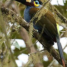 Toucan montagnard
