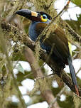 Toucan montagnard